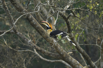 The great hornbill also known as the concave casqued hornbill, great Indian hornbill or great pied...