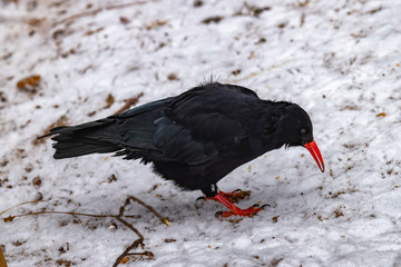 Chough. Pyrrhocorax pyrrhocorax. close up.