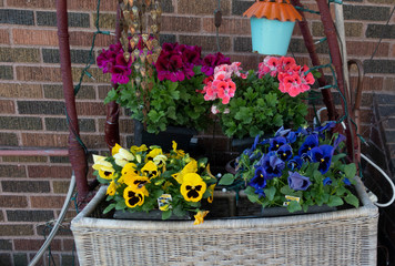 Fototapeta na wymiar Colorful pansies and other flowers in outdoor home spring basket display. St Paul Minnesota MN USA