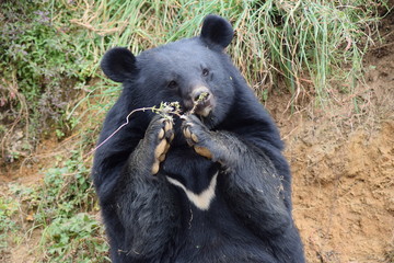 black bear cub