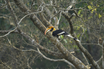 The great hornbill also known as the concave casqued hornbill, great Indian hornbill or great pied...