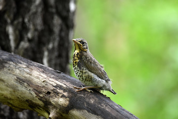 thrush chick is waiting for its parents to learn about the world and share life experiences