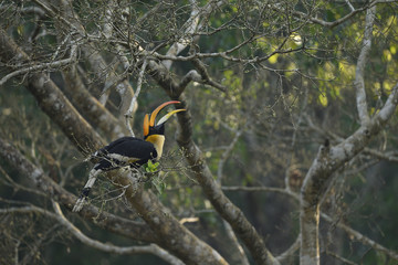 The great hornbill also known as the concave casqued hornbill, great Indian hornbill or great pied...