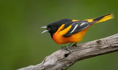 Poster Baltimore Oriole  © Harry Collins