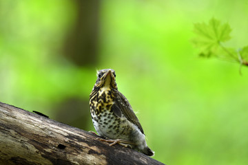 thrush chick is waiting for its parents to learn about the world and share life experiences