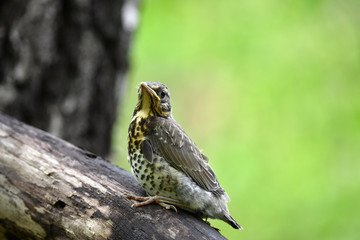 thrush chick is waiting for its parents to learn about the world and share life experiences