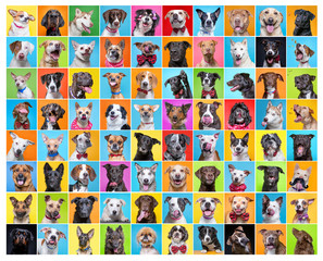 cute dogs in a studio shot collage on an isolated background