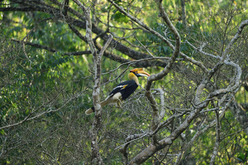 The great hornbill also known as the concave casqued hornbill, great Indian hornbill or great pied...