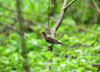Thrush on a hunt to collect worms in the forest in vivo