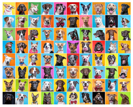 cute dogs in a studio shot collage on an isolated background