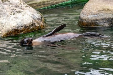 northern fur seal. Callorhinus ursinus.