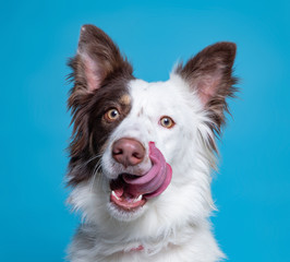 cute dog studio shot on an isolated background