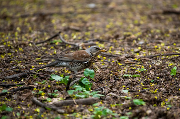 Thrush on a hunt to collect worms in the forest in vivo