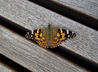 Painted lady (Vanessa cardui) is a butterfly found in North America, Europe, Africa and Asia.    