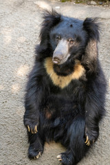 A sloth bear (Melursus ursinu), also called the Stickney bear