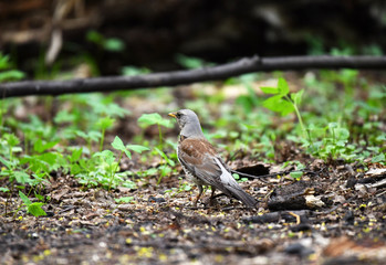 Thrush on a hunt to collect worms in the forest in vivo