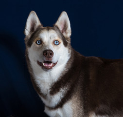perro, husky, animal, mascota, retrato, siberiano, blanco, canino, canis lupus, malamute de alaska, pelaje, engendrar, cuca, ocular, azul, nieve, de invierno, husky siberiano, domestica, alaskeño, © Leomar