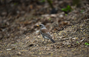 Thrush on a hunt to collect worms in the forest in vivo