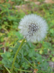un primo piano di un fiore di dente di leone di colore bianco in un giardino in primavera