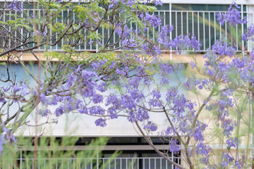 Tree with lilac flowers in front of the railing of nearby homes