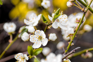 Spring flower blossom.Appple treeblossom with beautiful soft aand pure background.Image
