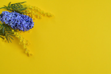 Spring flowers blue Hyacinth and mimosa on yellow background. Spring composition. Spring has come .Spring mood.picture for packages