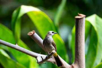 Yellow - vented Bulbul