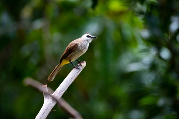 Yellow - vented Bulbul