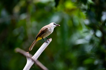 Yellow - vented Bulbul
