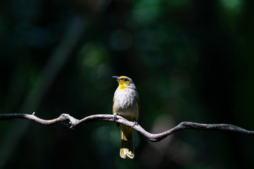 Stripe - throated Bulbul