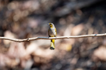 Stripe - throated Bulbul