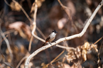 Sooty - headed Bulbul