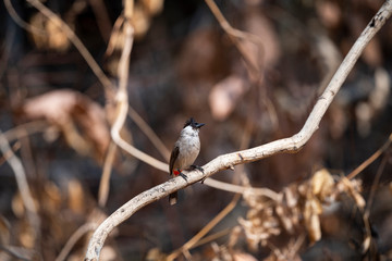Sooty - headed Bulbul