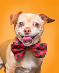 cute dog studio shot on an isolated background