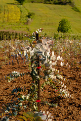 flowers, huts and trees grown in the garden