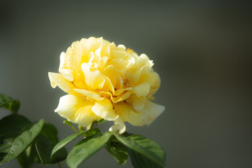 Yellow rose flower bloom on blur background