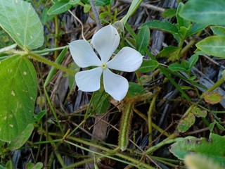 white flowers on blue sky