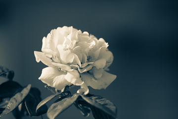 Rose flower bloom on blur background. Vintage style photography.