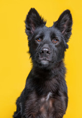 cute dog studio shot on an isolated background