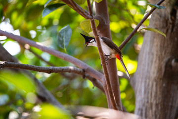 Red - whiskered Bulbul