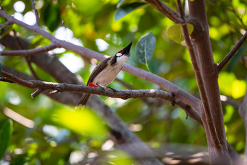 Red - whiskered Bulbul