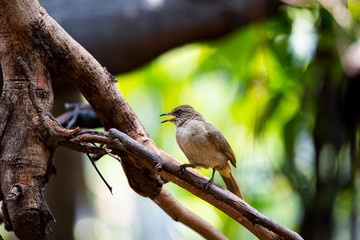 Streak - eared Bulbul