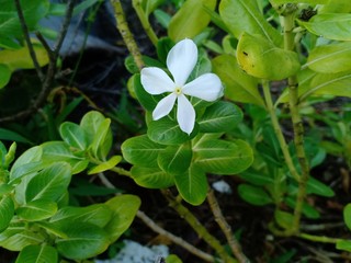 white flowers on blue sky