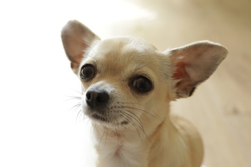 Closeup portrait of small funny beige mini chihuahua dog, puppy