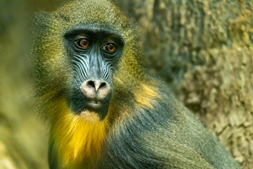 Mandrill. Mandrillus sphinx. close up
