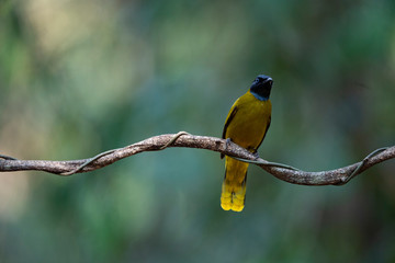 Fototapeta premium Black - headed Bulbul