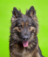 cute dog studio shot on an isolated background