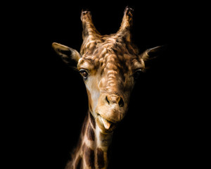 Close-up of a giraffe isolated on blak background