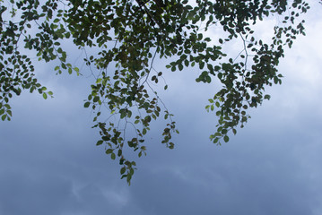 tree branches against blue sky