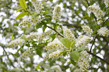 Flowers of Bird Cherry Tree